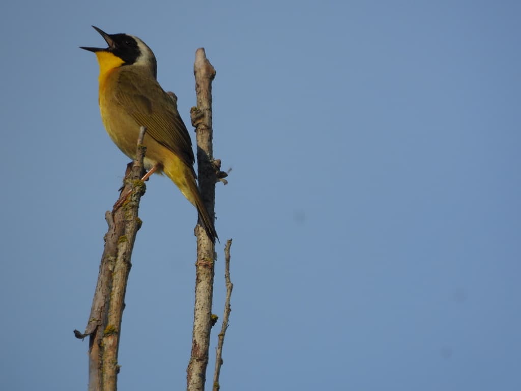 Common Yellowthroat
