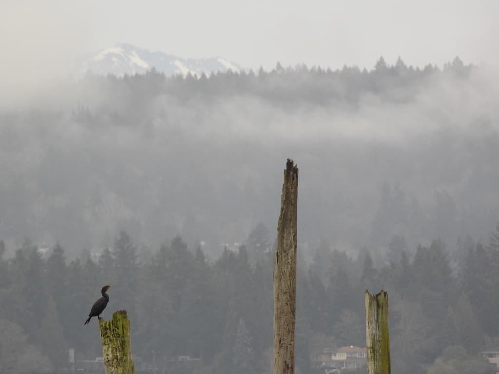 Double-crested Cormorant