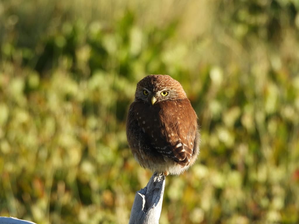 Pygmy Owl